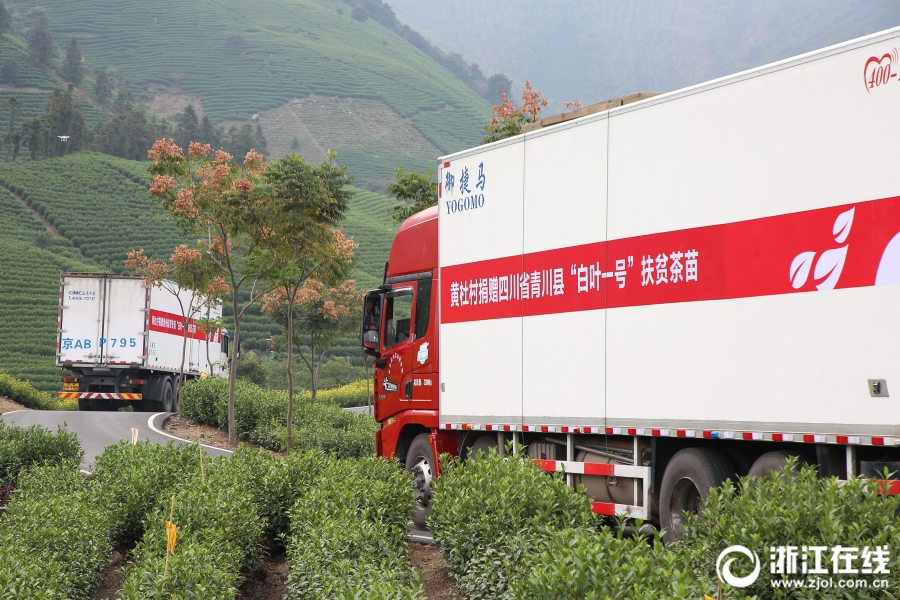 首批安吉“扶贫茶苗”启运青川 6686体育(中国)官方网站爱心助力