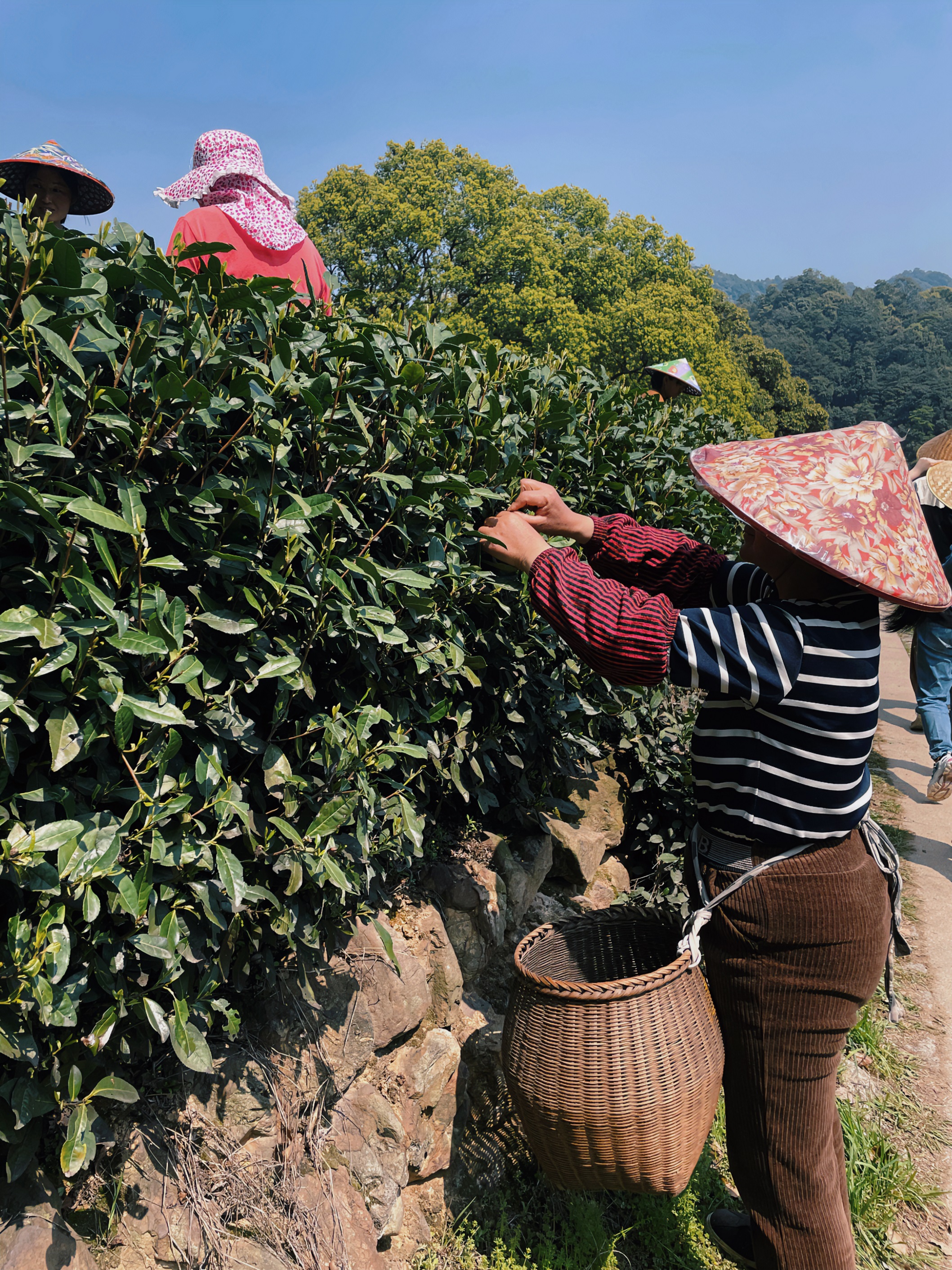 6686体育(中国)官方网站国贸六部联合举办“以茶之名”茶酒文化交流活动